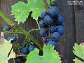 2002-1018Grapes